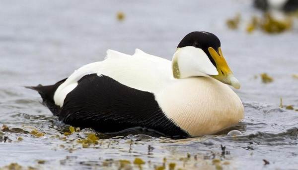 Водоплавающие-птицы-Описание-названия-и-особенности-водоплавающих-птиц-14