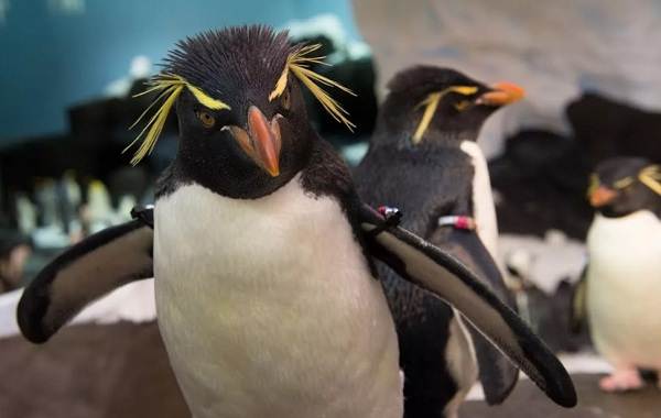 Водоплавающие-птицы-Описание-названия-и-особенности-водоплавающих-птиц-112