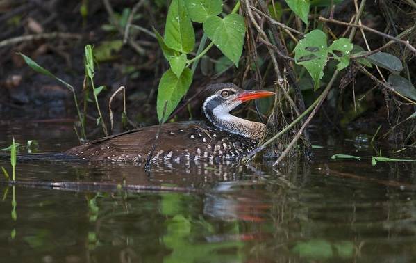 Водоплавающие-птицы-Описание-названия-и-особенности-водоплавающих-птиц-58