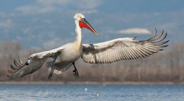 Водоплавающие-птицы-Описание-названия-и-особенности-водоплавающих-птиц-42
