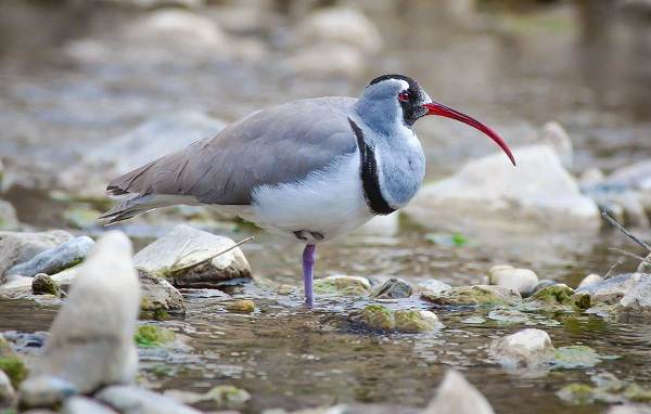 Водоплавающие-птицы-Описание-названия-и-особенности-водоплавающих-птиц-67