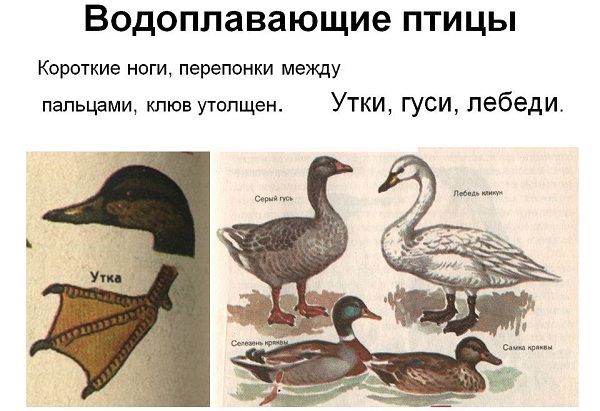 Водоплавающие-птицы-Описание-названия-и-особенности-водоплавающих-птиц-72