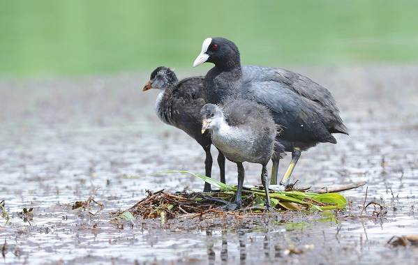 Водоплавающие-птицы-Описание-названия-и-особенности-водоплавающих-птиц-60