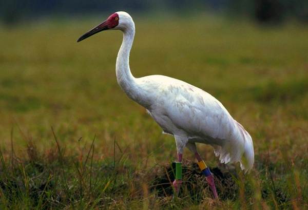 Водоплавающие-птицы-Описание-названия-и-особенности-водоплавающих-птиц-56