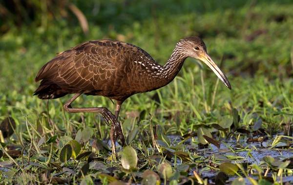Водоплавающие-птицы-Описание-названия-и-особенности-водоплавающих-птиц-54