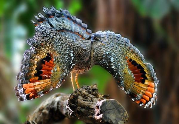 Водоплавающие-птицы-Описание-названия-и-особенности-водоплавающих-птиц-51