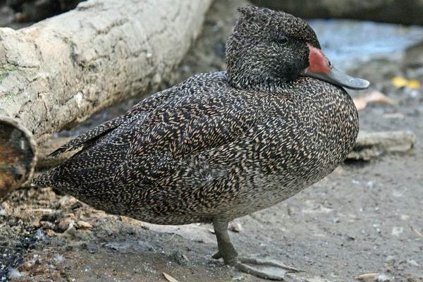 Водоплавающие-птицы-Описание-названия-и-особенности-водоплавающих-птиц-96