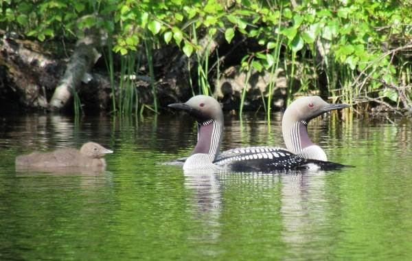 Водоплавающие-птицы-Описание-названия-и-особенности-водоплавающих-птиц-110