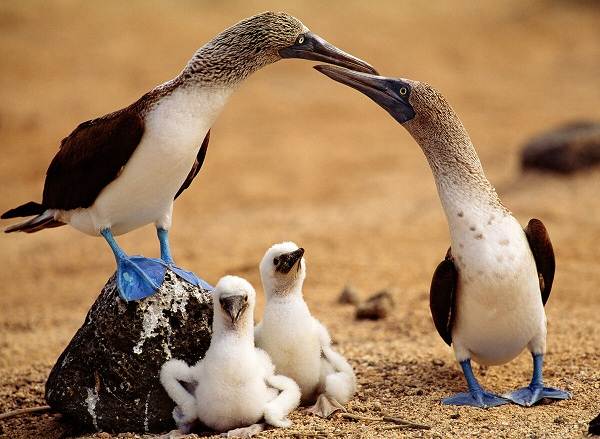Водоплавающие-птицы-Описание-названия-и-особенности-водоплавающих-птиц-120