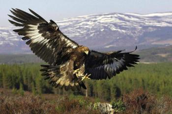 Беркут - Дикие птицы