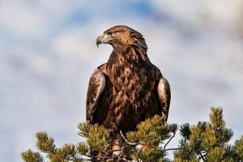 Беркут - Дикие птицы