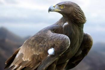 Беркут - Дикие птицы