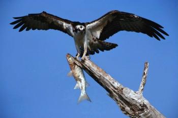 Беркут - Дикие птицы