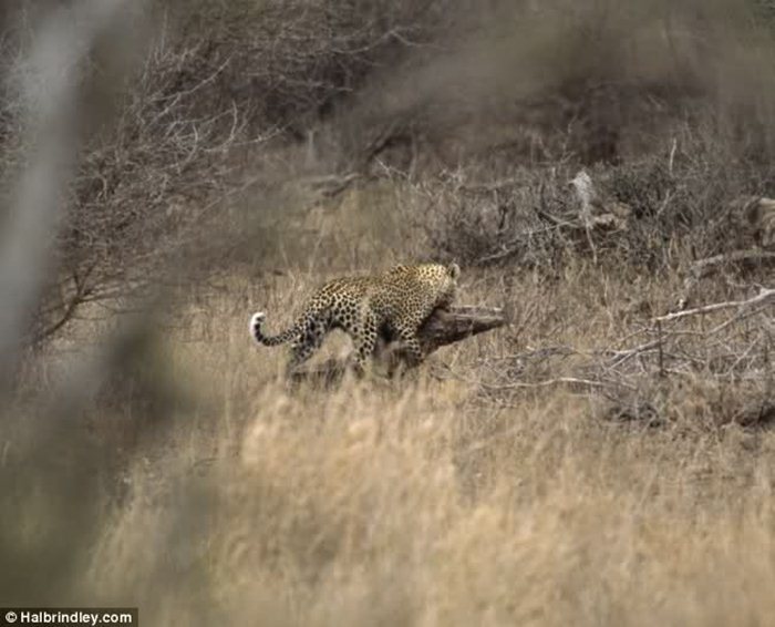 Гепард против крокодила 01 (700x566, 62Kb)