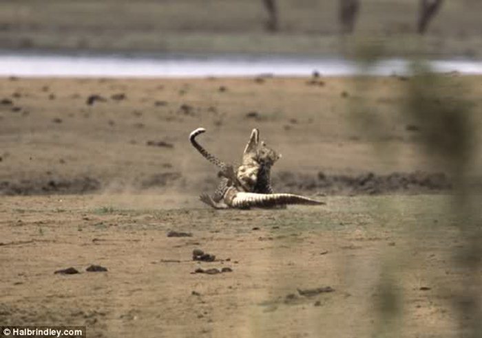 Гепард против крокодила 06 (700x492, 43Kb)