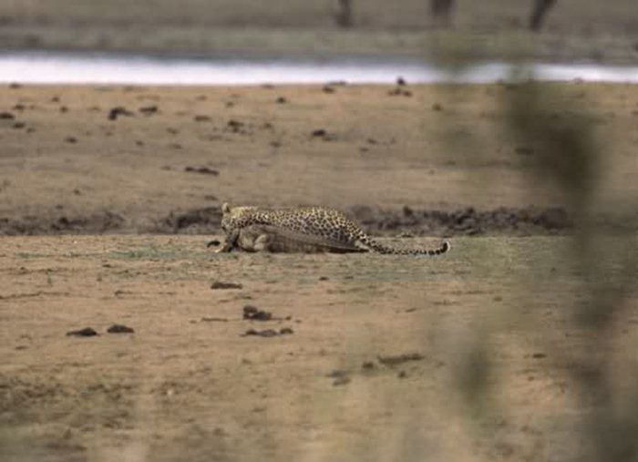 Гепард против крокодила 08 (700x507, 43Kb)