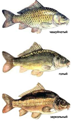 Виды карпов