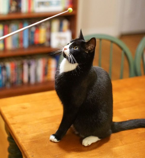 Один из самых важных этапов обучения — установка питомцем связи между щелчком и поощрением