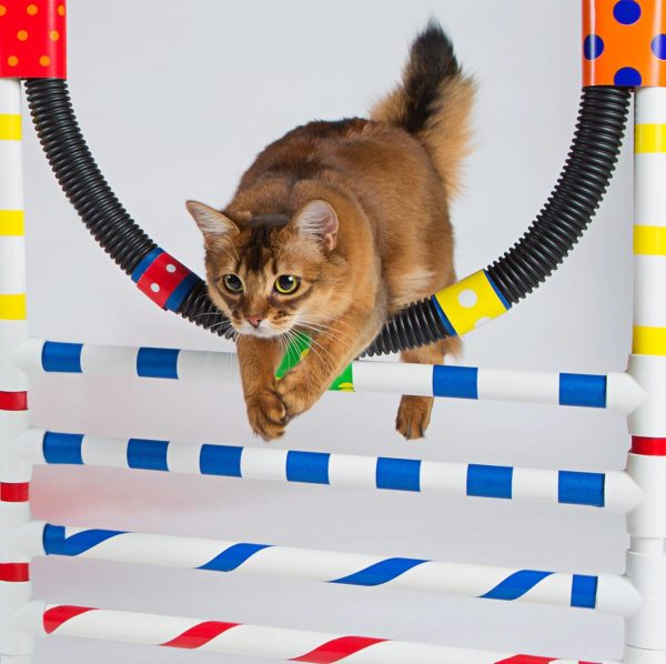 Гиперактивных животных можно научить прыгать через обруч