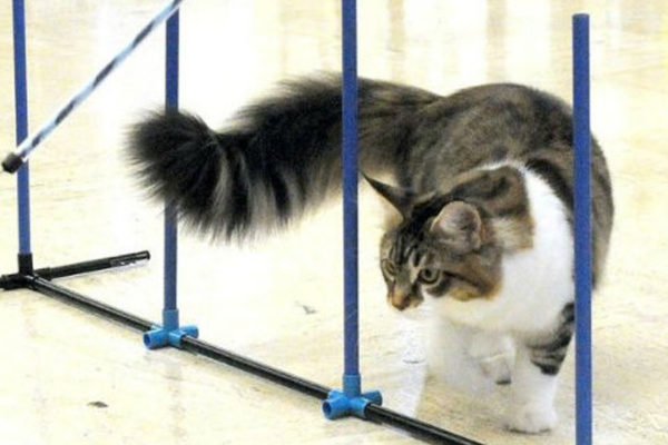 В процессе дрессировки необходимо проявить выдержку и терпение