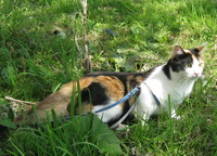 кошка на поводке