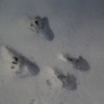 Беличий след