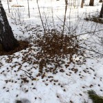 Место кормления дятла