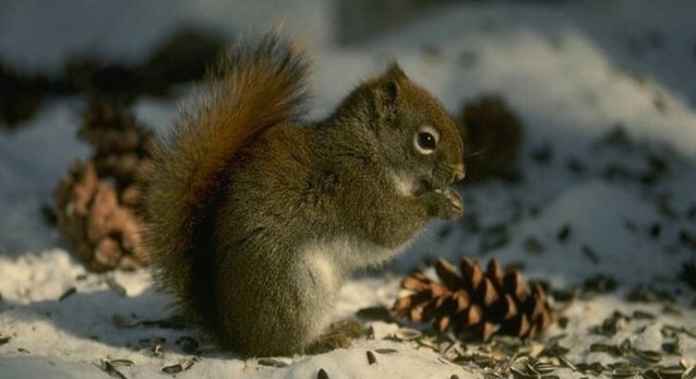 Белка жирует