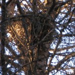 Гайно на дереве