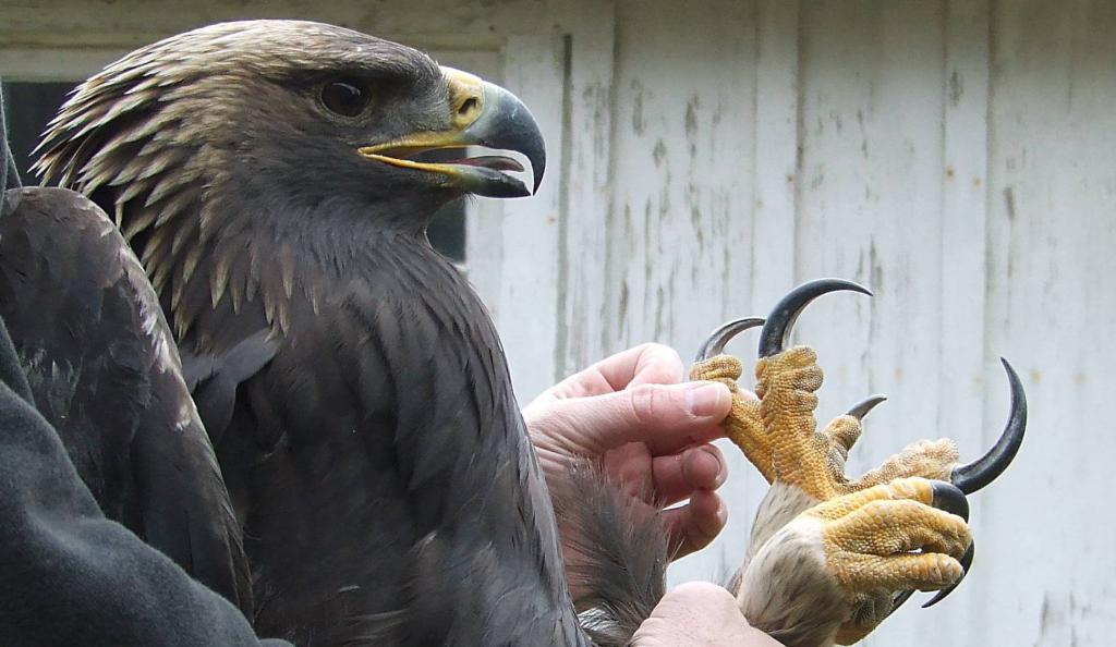 Смертоносные когти беркута