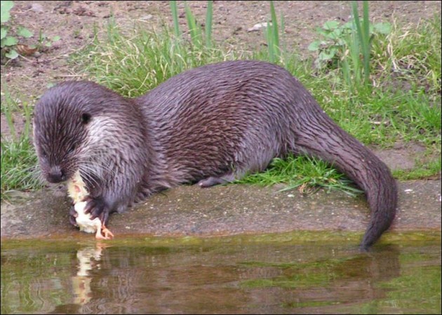 Выдра с добычкй