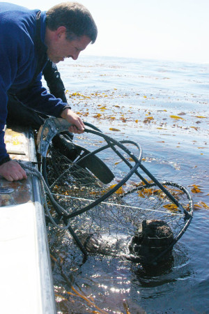 Выдра в капкане