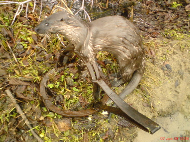 Выдра попалась