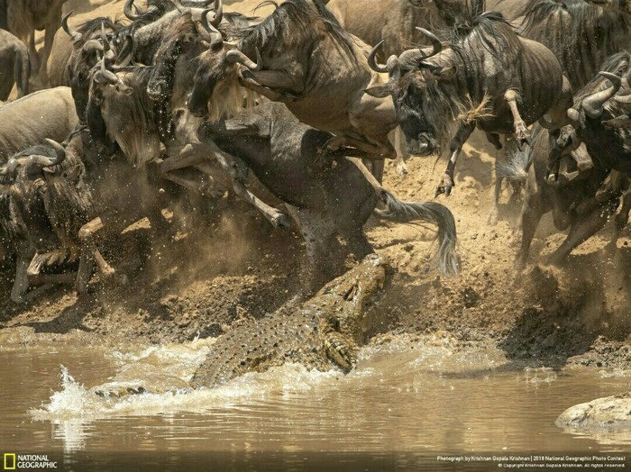 Крокодил охотится на антилоп гну