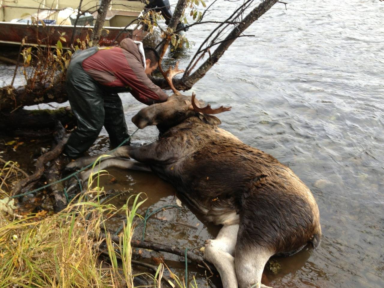 Мертвый лось - Stone Forest