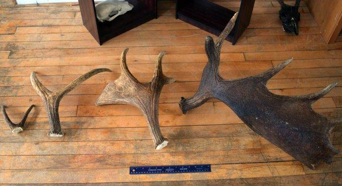 Охота на лося - Stone Forest