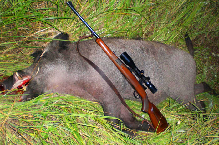 Охота, охота на кабана, как охотиться на кабана, виды охоты на кабана, охота на кабана из засидки, оружие на кабана, подкормка кабана, охотничье хозяйство, как стрелять по кабану