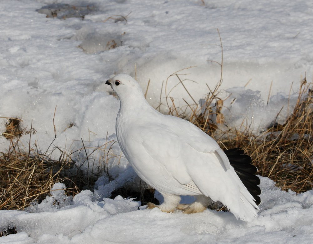 Белая куропатка