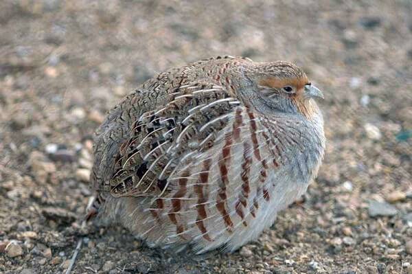 Бородатая куропатка