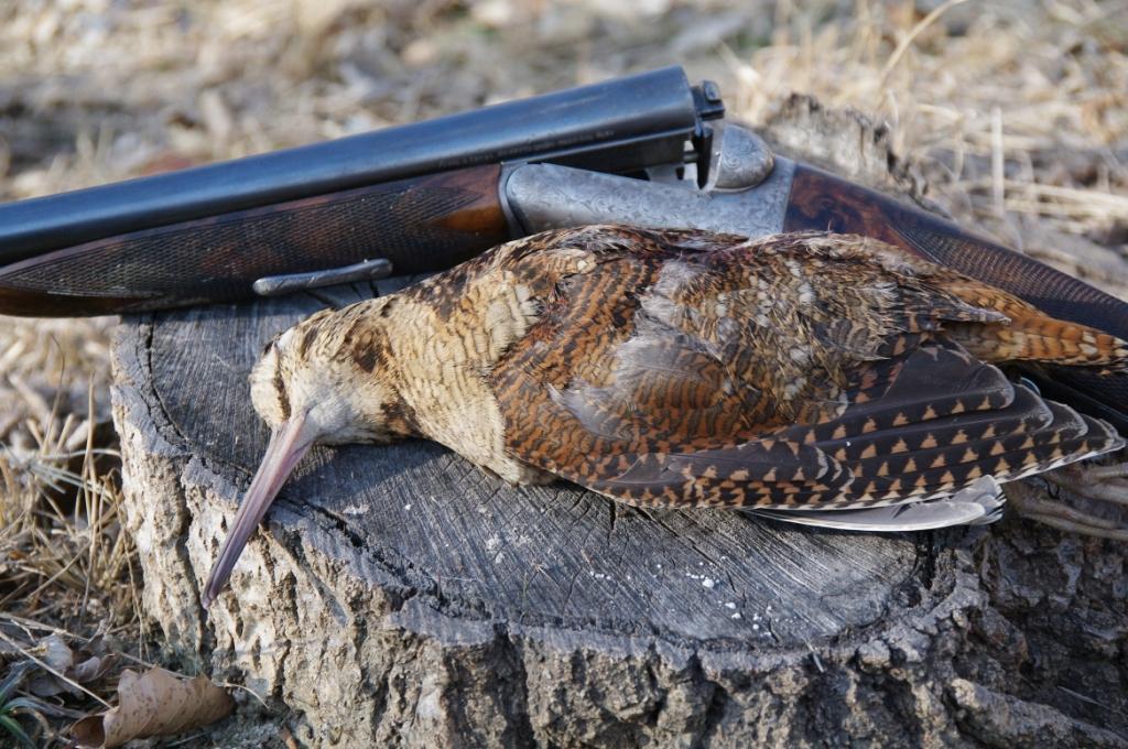 охота на вальдшнепа