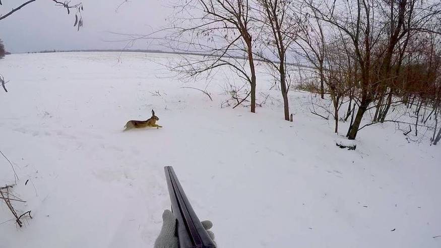 Охота на зайца с гончей