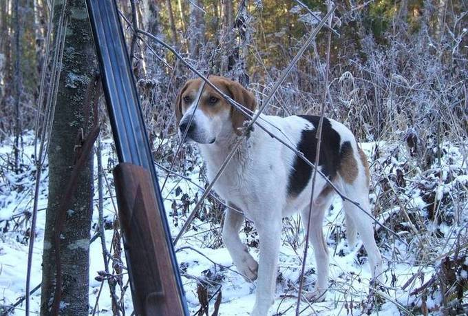 Охота на зайца с гончей