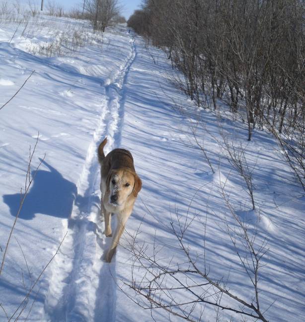 Охота на зайца с гончей