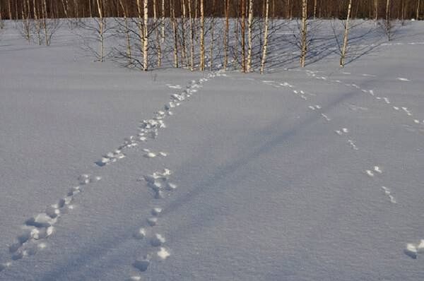 Охота на зайца троплением