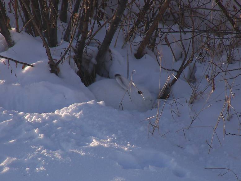 Охота на зайца из засидки