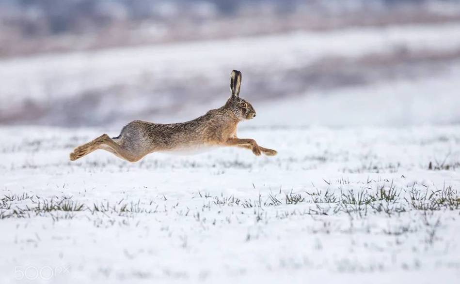 Охота на зайца с гончей