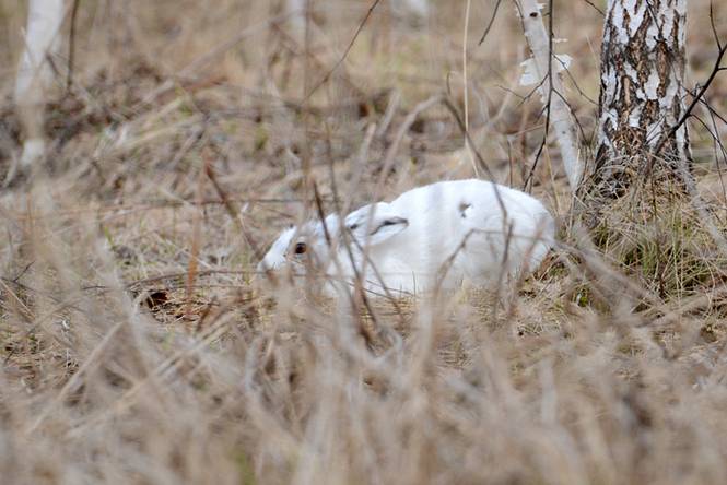 Охота на зайца в узерку