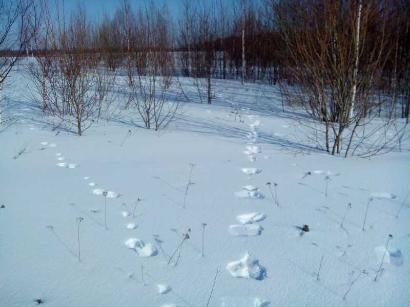 Охота на зайца троплением