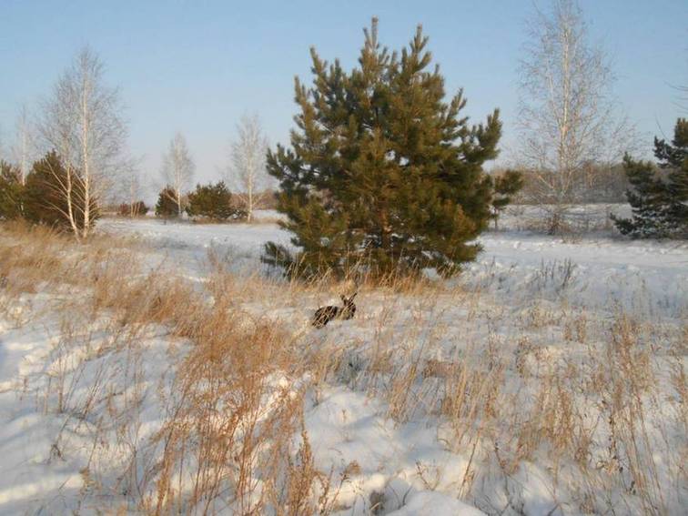 Охота на зайца в узерку