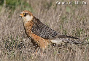 Кобчик птица